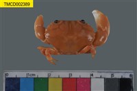 藏品(環紋金沙蟹)的圖片